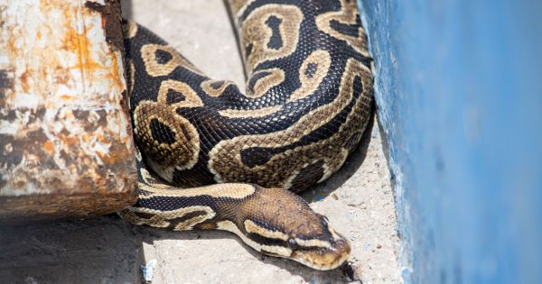 Magdalena: enorme serpiente pitón africana es encontrada en coliseo Chamochumbi