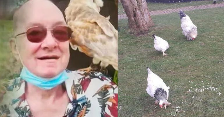 Hombre de 67 años falleció tras feroz ataque de una de sus gallinas