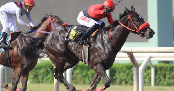 Perú busca igualar el primer lugar de la hípica sudamericana en el Gran Premio Latinoamericano