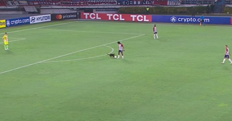 Universitario vs. Junior: un perro quiso llevarse la pelota del estadio Metropolitano en Barranquilla