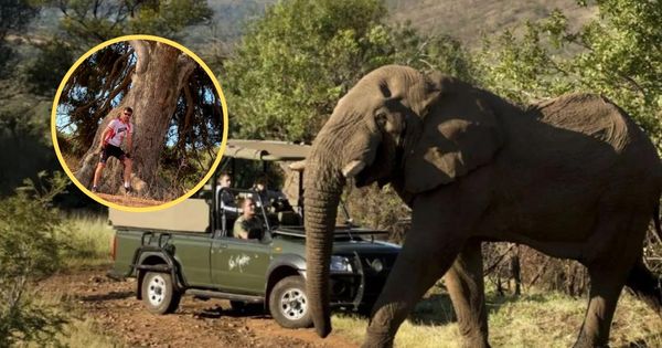 Portada: Sudáfrica: turista español falleció tras ser aplastado por un elefante