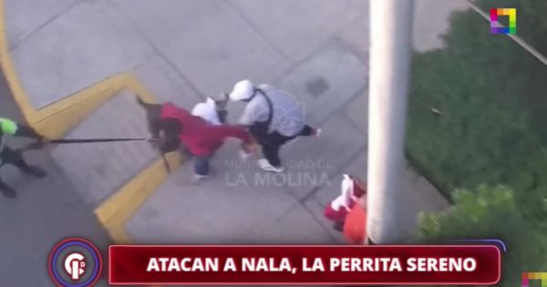 Atacan a 'Nala', la perrita serena de La Molina: sujeto le lanzó una piedra en su cabeza
