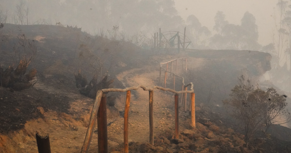 Amazonas: incendios forestales destruyen flora, fauna y hasta sitios arqueológicos