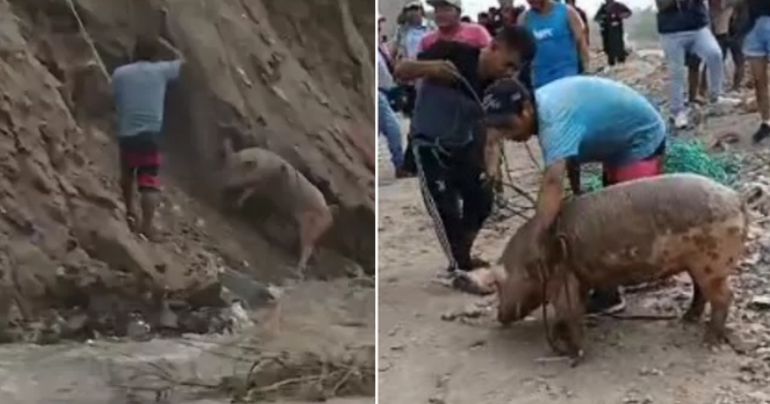 ¡Insólito! Cerdo salvado en el río Chillón fue cocinado sin autorización de la dueña