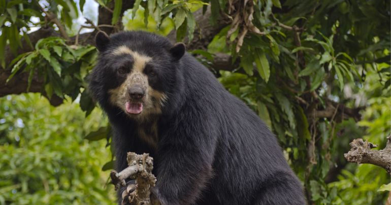 Portada: Oso de anteojos es encontrado muerto con una soga en el cuello en Apurímac