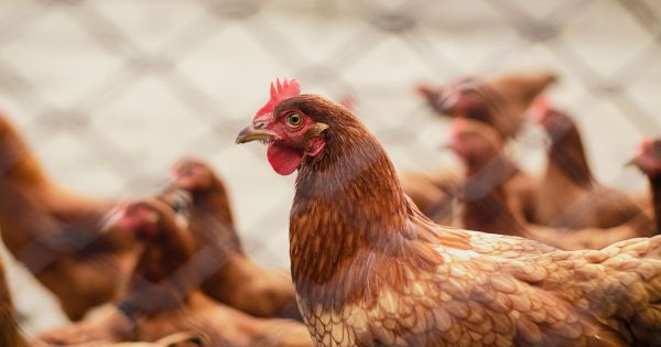 Brasil detecta el primer caso de gripe aviar del país en un ave de corral