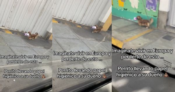 Perro es captado llevando papel higiénico a su dueño: "Quiero entrar a mi firulais así"