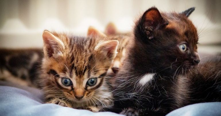 Mujer fue intervenida por coleccionar gatos para congelarlos y cocinarlos