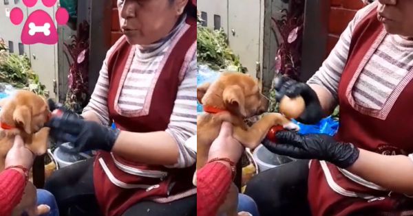 Pasan huevo a perrito para que se le quite el susto: "Demasiado lindo" (VIDEO)