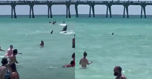 Tiburón ahuyenta a bañistas de una playa de Florida al nadar cerca de la orilla