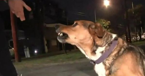 Portada: Periodista argentino fue mordido por perro en vivo mientras realizaba reportaje defendiendo la vida del can