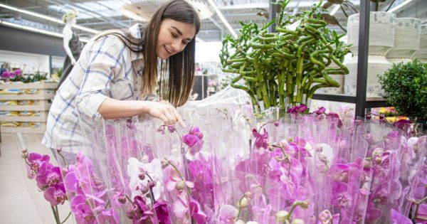 Museo de Arte de Lima brindará una exposición internacional de orquídeas