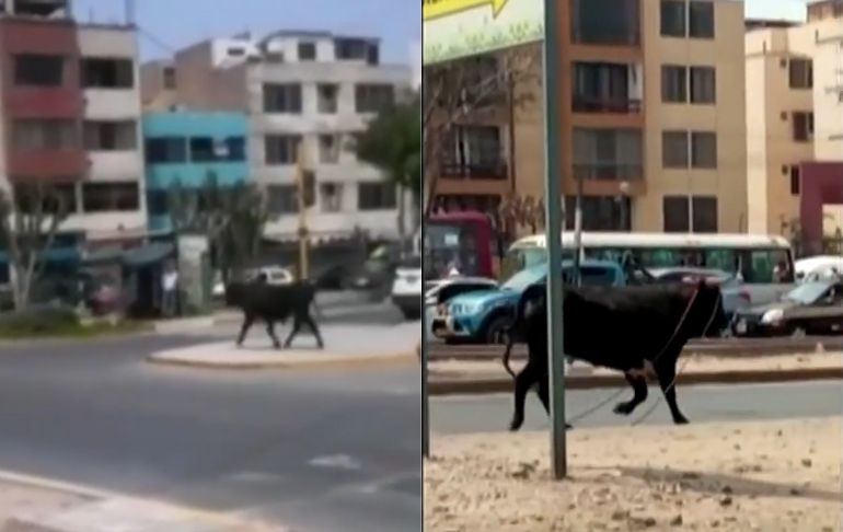 San Martín de Porres: toro escapó de camión y atacó patrullero de Serenazgo