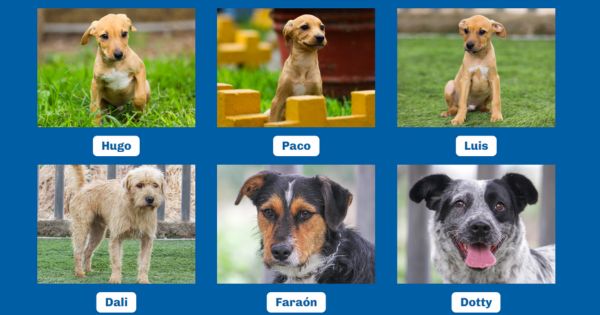 Municipalidad de Surco presentó plataforma web para adoptar a animales rescatados