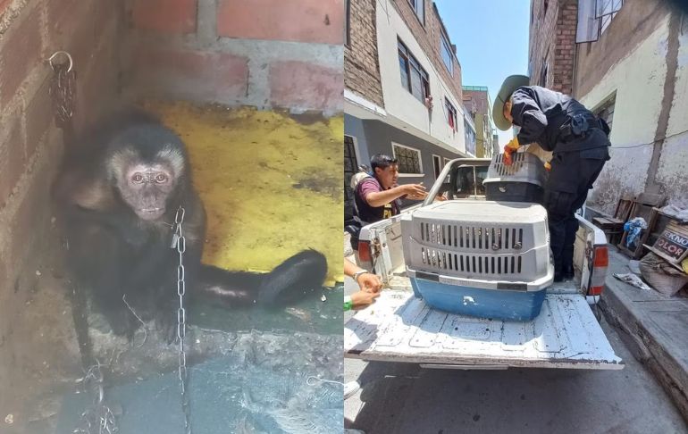 SMP: rescatan a mono machín negro que vivía encadenado en una casa