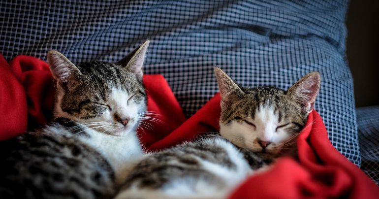 Pareja ofrece 58.000 libras al año por cuidar de sus dos gatos