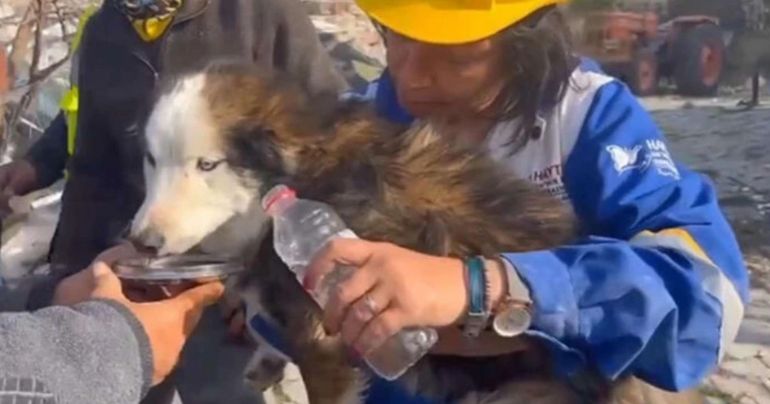 Rescatan a un perro a tres semanas del terremoto en Turquía