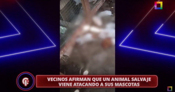 Alertan que puma andino se encuentra suelto en Lima y ataca animales domésticos | REPORTAJE DE 'CRÓNICAS DE IMPACTO'