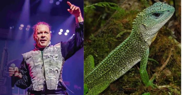 Nueva especie de lagartija es descubierta en la selva y la bautizan como Bruce Dickinson, vocalista de Iron Maiden