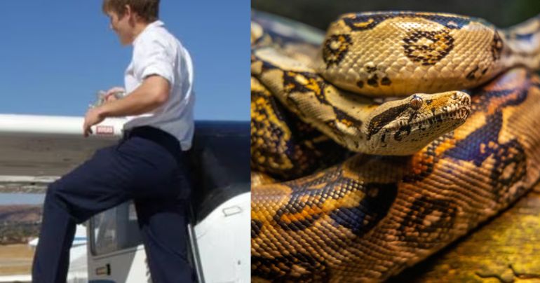 Piloto logró aterrizar avión con una serpiente en su estómago