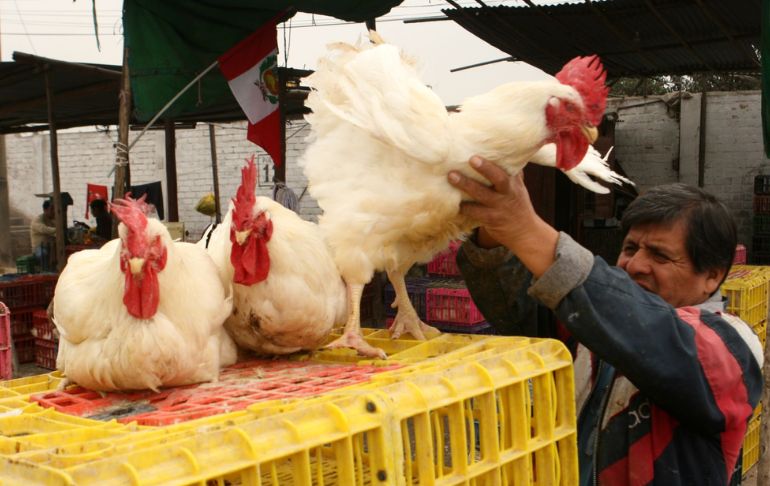 Portada: Gripe aviar: Senasa recomienda comprar pollo y pavo congelado