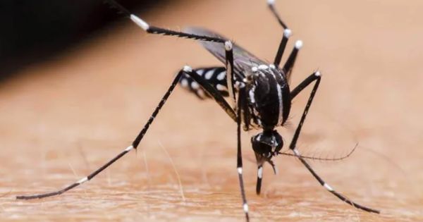 Portada: Minsa emite alerta epidemiológica ante incremento de casos de dengue