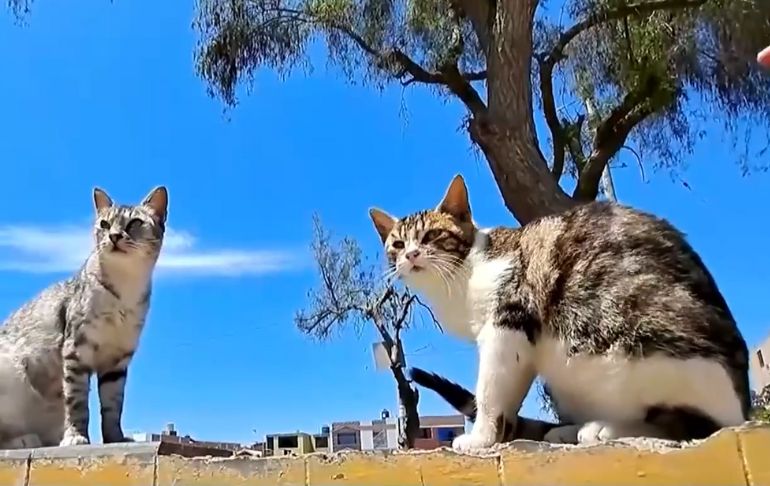 Portada: Chiclayo: desconocidos echaron gasolina y quemaron a 15 gatos durante Año Nuevo