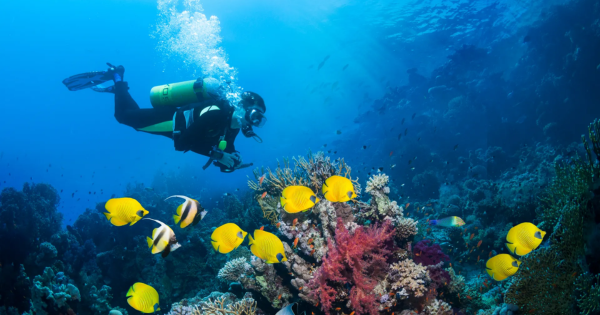 México: buzo experimentado muere al quedar atrapado a 28 metros de profundidad en un cenote