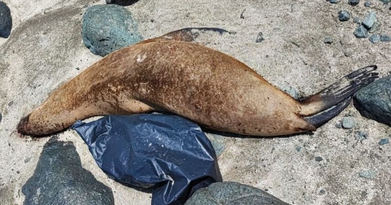 Ancón: más de 200 aves y 10 lobos marinos fueron hallados muertos en orilla de playas