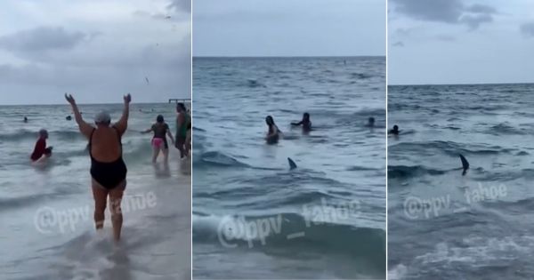 Estados Unidos: tiburón pasea frente a bañistas y genera pánico en playas de Miami