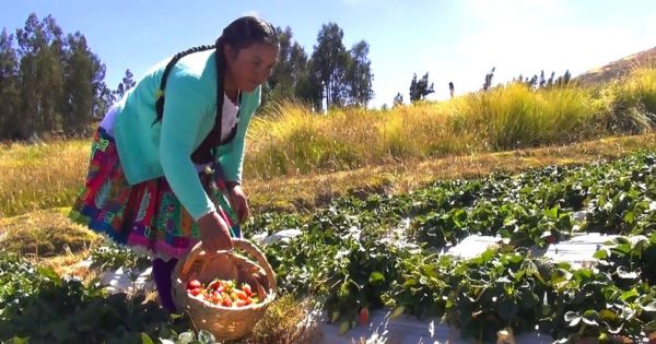 ¡Un ejemplo a seguir! Usuaria del programa Juntos desafió bajas temperaturas para ayudar a su comunidad