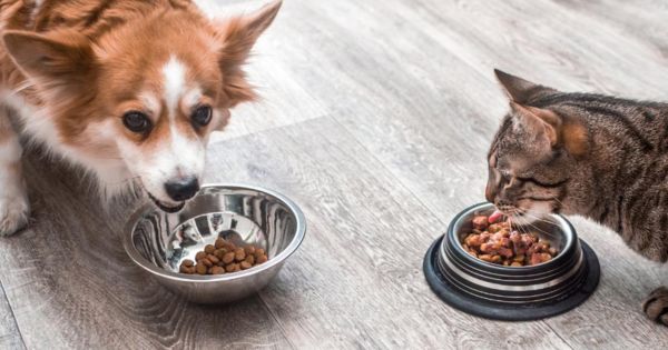 Indecopi ordenó retirar del mercado 28 productos alimenticios para perros y gatos