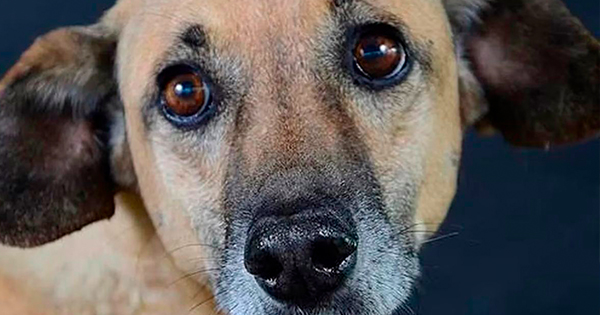 Polémica en Chile por caso de perro que recibió radioterapia en hospital público