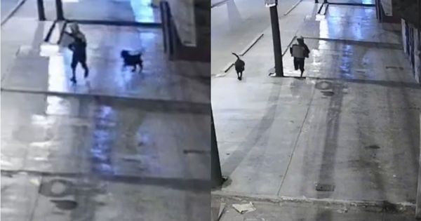 Portada: San Juan de Lurigancho: delincuentes roban minimarket junto a su perro