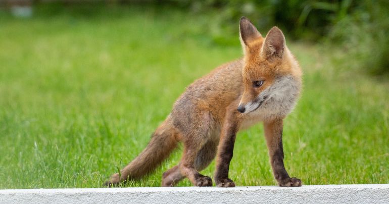 La Molina: zorros andinos atrapan y se comen a gatos de los vecinos