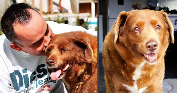 Portugal: Bobi, el perro más longevo del mundo, muere a los 31 años