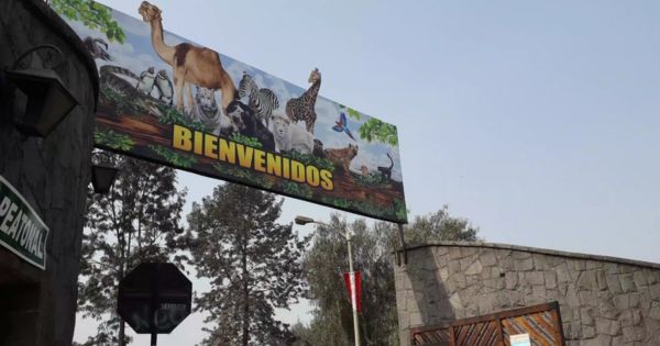 Portada: Zoológico de Huachipa: conoce cuánto costará la entrada y cuándo se inauguraría