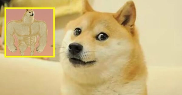 Kabosu, la perrita japonesa de los memes virales, murió a los 18 años
