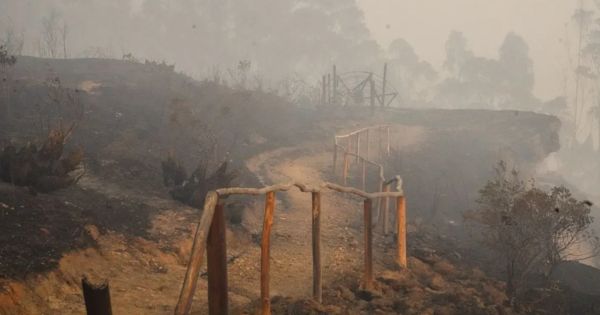 Portada: Incendios forestales en Perú: 16 fallecidos, 140 heridos y 377 animales muertos, según Indeci