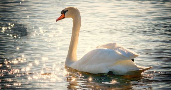 Portada: Tres adolescentes fueron detenidos por matar y comer un cisne pensando que era un pato