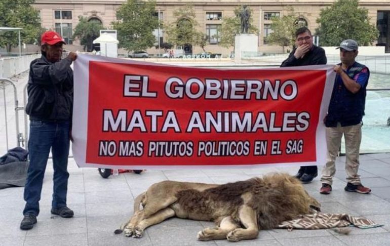Chile: dejan a un león muerto en el exterior del palacio presidencial de La Moneda