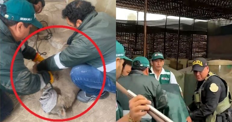 Tacna: puma se escapó e ingresó a vivienda esta madrugada