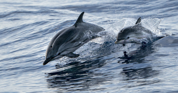 Francia prohíbe pesca para proteger delfines en Golfo de Vizcaya: cerca de 10 mil cetáceos mueren al año