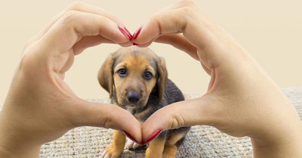 Portada: ¡Atención! En Perú se realizará la jornada más grande adopción de mascotas