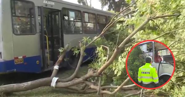 Bus de Corredor Azul se estrella contra un árbol en la avenida Arequipa