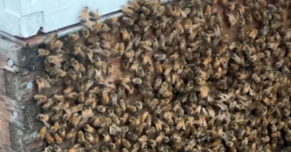 Canadá: cinco millones de abejas invadieron las carreteras de Toronto