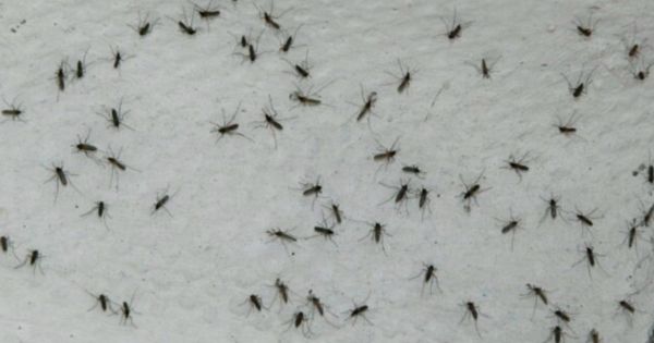 Portada: Argentina: ¿por qué los mosquitos han invadido Buenos Aires?