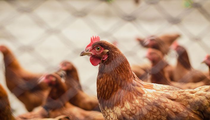 Brasil decretará estado de emergencia zoosanitaria tras registrar cinco casos de gripe aviar