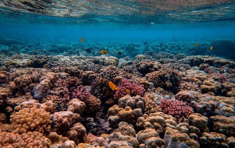 Misteriosa enfermedad mata a los corales de Tailandia