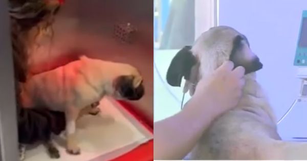 Perrita acuchillada por sujeto aún se encuentra en estado crítico: "Está paralítica"